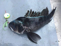 Shimano Lucanus Ultimate Seabass Kit -Shimano Shop tackledirect shimano lucanus ultimate seabass kit 08150.1651325949